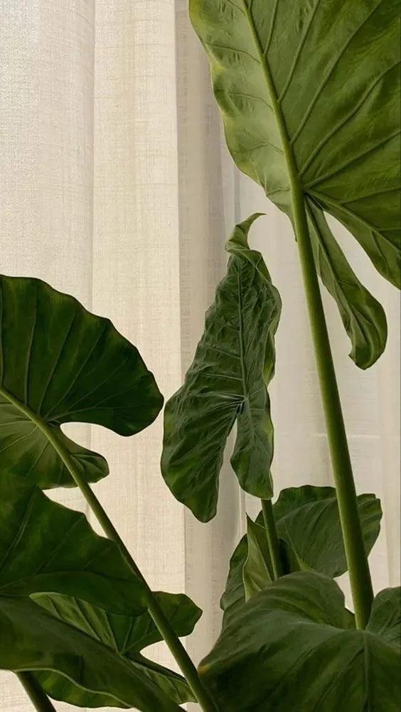 Large green leaves of a plant against a beige curtain backdrop.